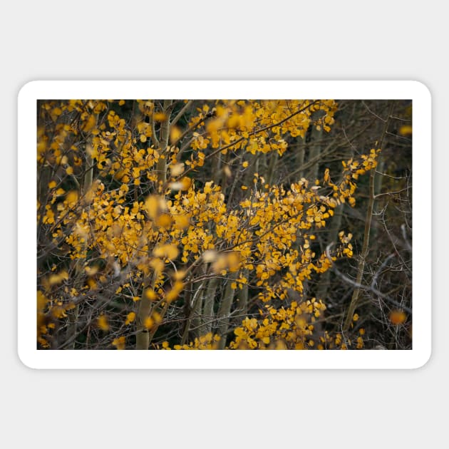 Fall Aspen Leaves Sticker by jonesing